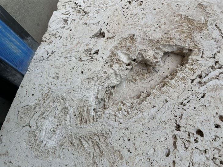 Coralina Beige Coral Stone Countertop